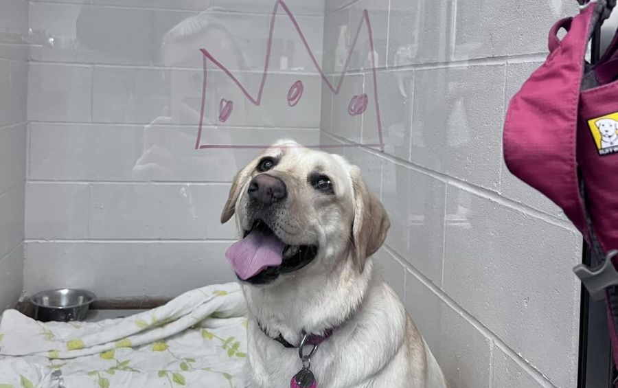 800 x 600 - Happy dog in a kennel Happy dog in a kennel
