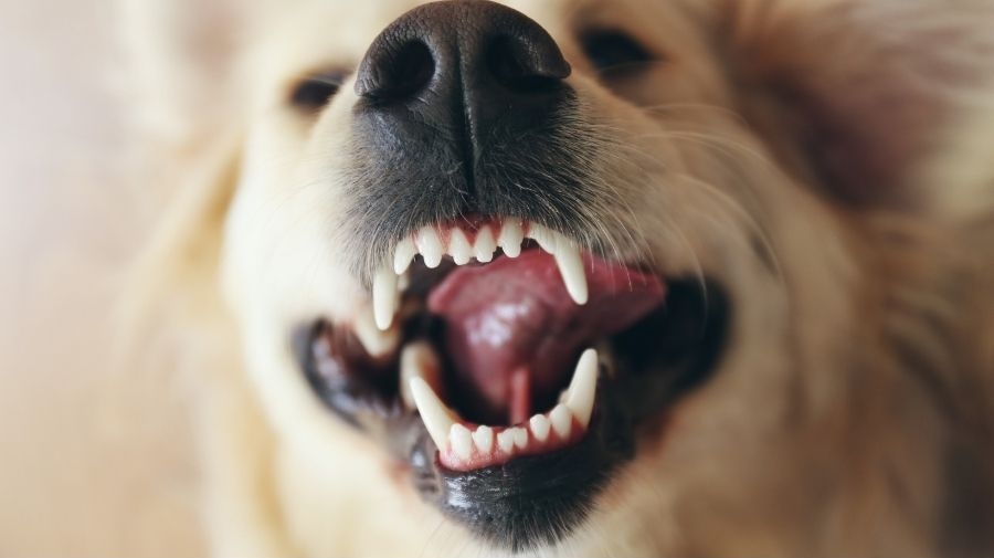 Traverse City, MI Veterinary Services 2 Dog showing their teeth