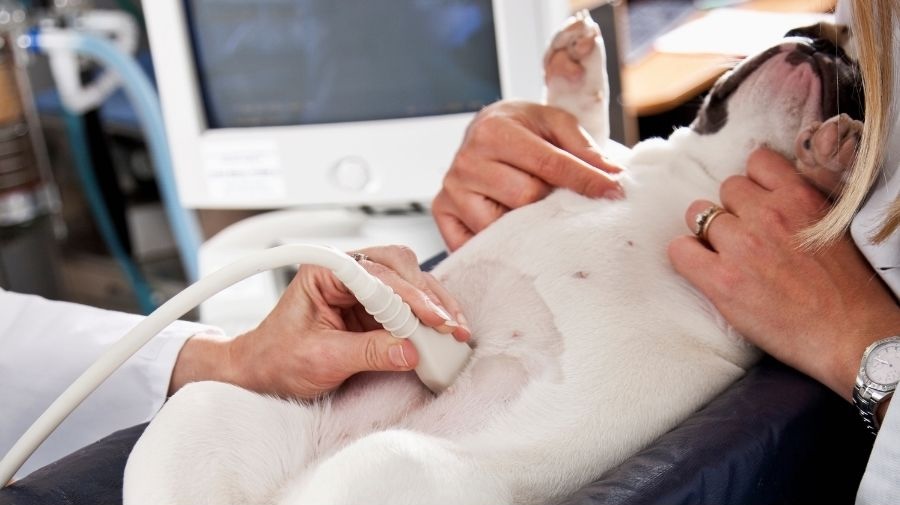 Traverse City, MI Veterinary Services 4 Dog getting an ultrasound