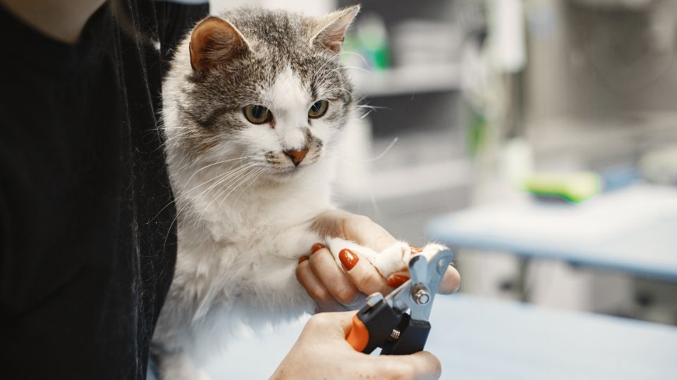 Traverse City, MI Veterinary Services 7 Cat getting its nails trimmed