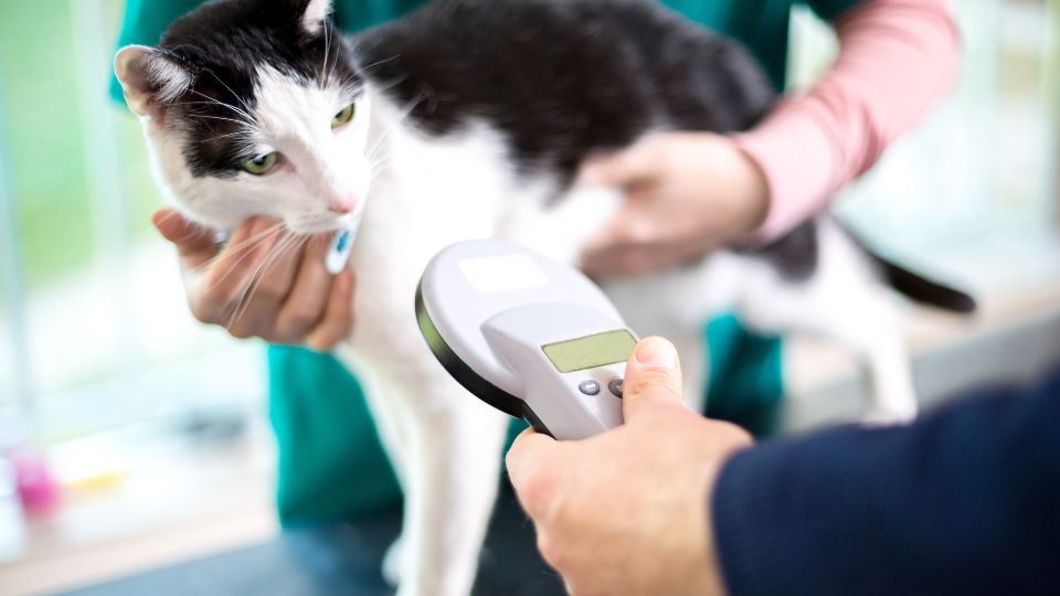 Traverse City, MI Veterinary Services 3 Cat getting scanned for a microchip