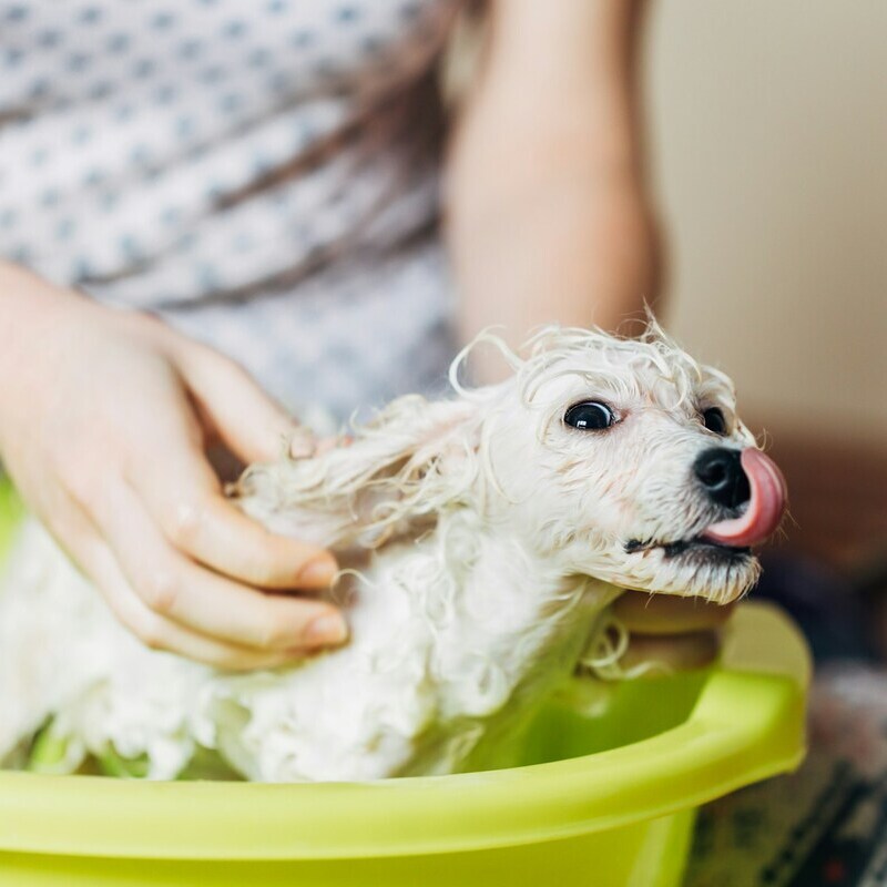 Bath Time for a Playful Pup A small wet dog with its tongue out being bathed in a yellow plastic tub by a person.