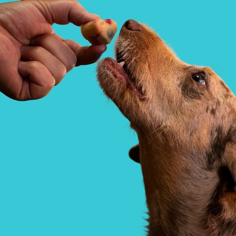 Dog Receiving a Treat A close-up of a brown dog looking up eagerly as a person offers it a colorful treat against a bright turquoise background.