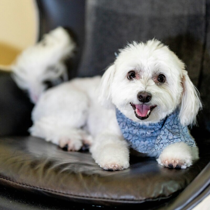Happy Pup Relaxing After a Grooming Session Small white dog with a blue bandana smiling while lounging on a dark leather chair.