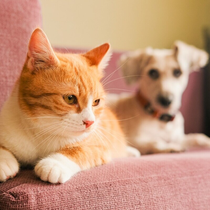 Relaxing Companions Cat and Dog on the Couch An orange and white cat lounging on a pink sofa with a white dog blurred in the background.