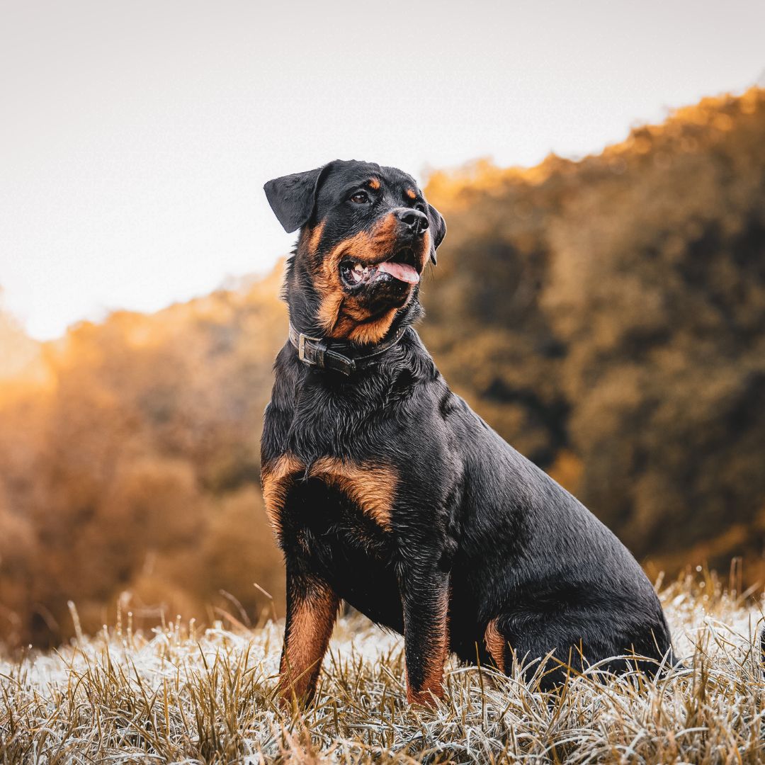 Black and tan dog portrait Black and tan dog portrait