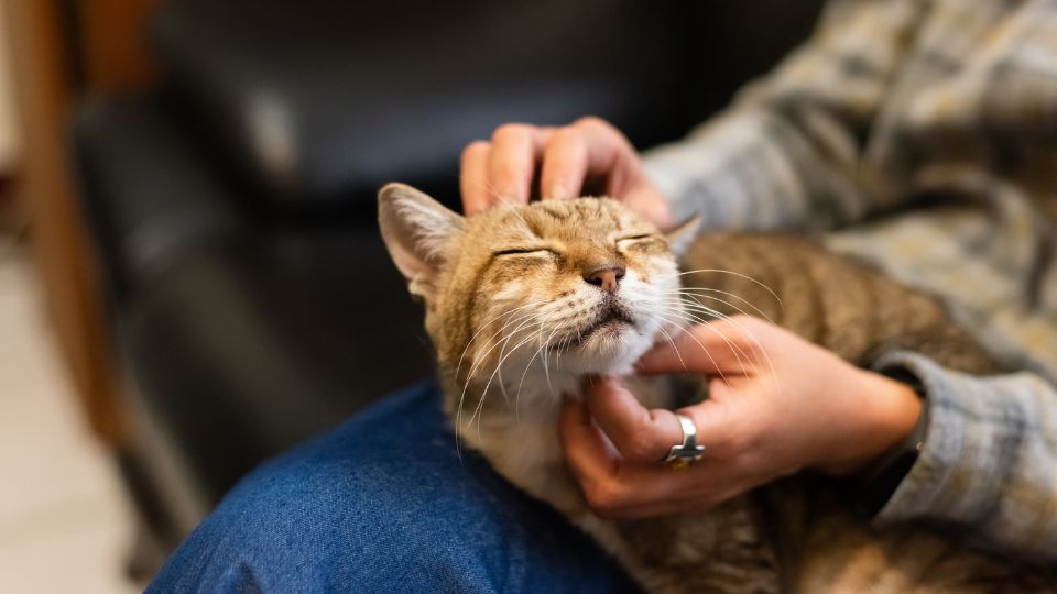 Traverse City, MI Veterinary Services 5 Cat enjoying gentle petting