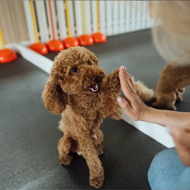 Dog high-fiving with trainer.