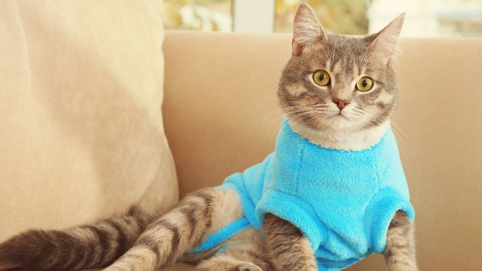 Traverse City, MI Veterinary Services 9 Gray cat wearing sweater