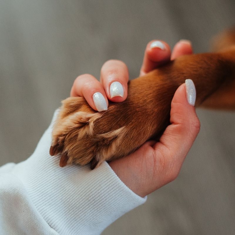 Hand holding reddish dog paw.