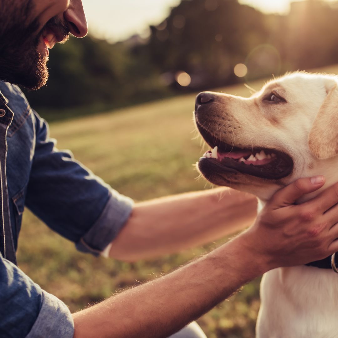 Man smiling petting dog Man smiling petting dog
