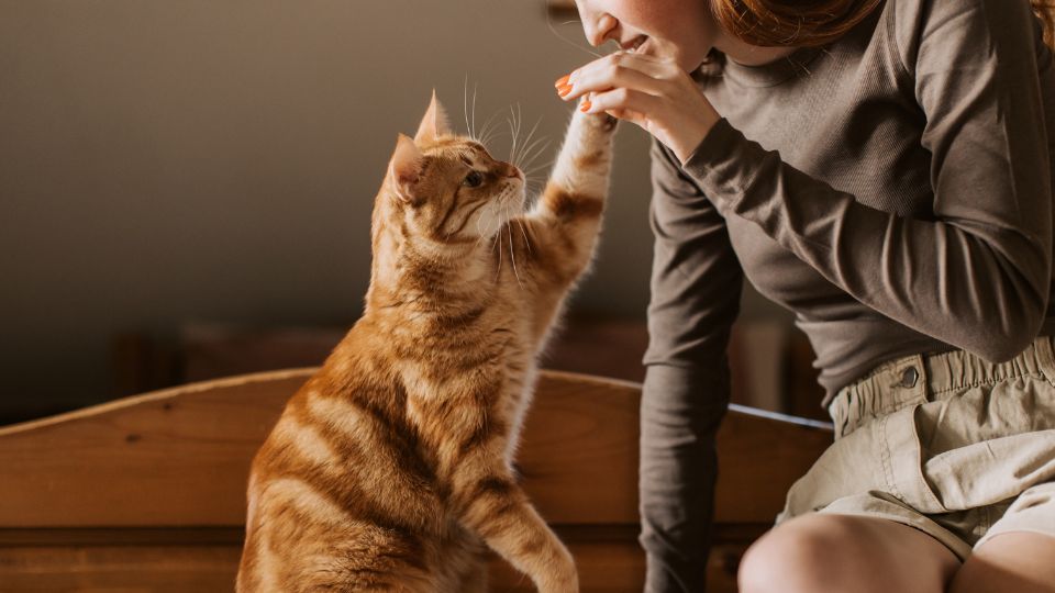 Traverse City, MI Veterinary Services 11 Orange cat touching woman