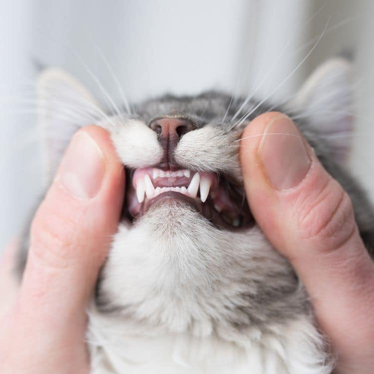 Person showing a cat's teeth