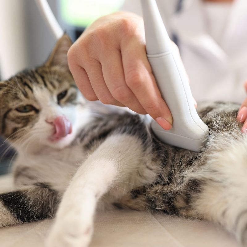 Tabby cat at vet clinic