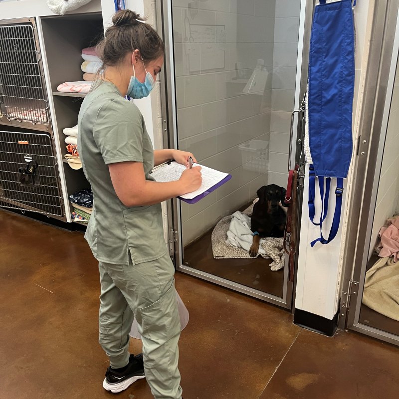 Veterinarian checks on kennel dog. Veterinarian checks on kennel dog.