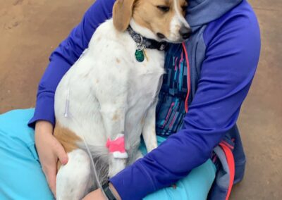 Veterinarian comforts dog with IV drip.