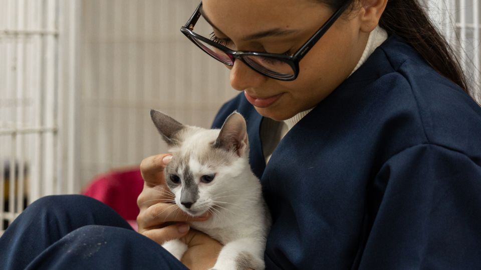Traverse City, MI Veterinary Services 1 Woman cuddling white cat