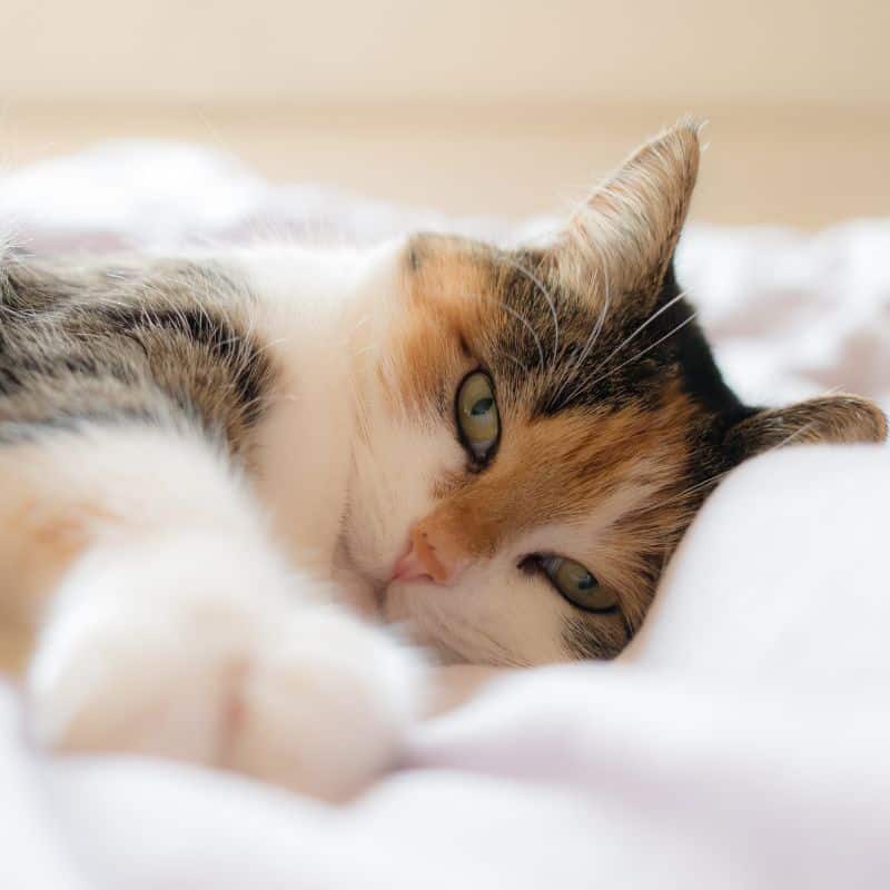 A close-up of a calico cat lounging on a soft bed relaxing