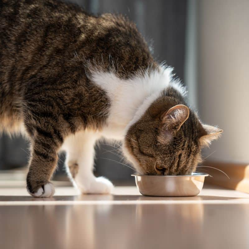 A tabby cat with white paws is eating from a metal bowl on a sunlit floor.