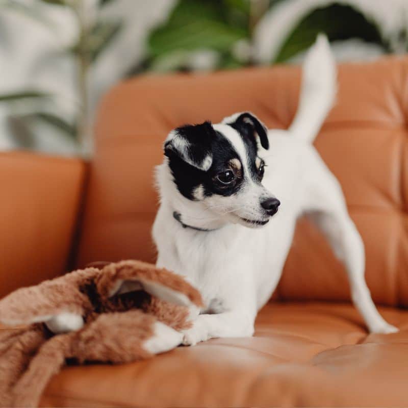 A small black and white dog stands playfully on a brown leather couch with a plush toy.