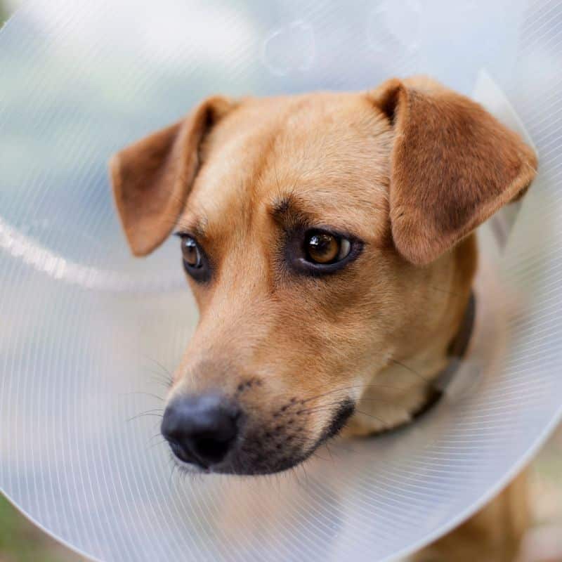 Brown dog wearing a plastic cone collar after surgery