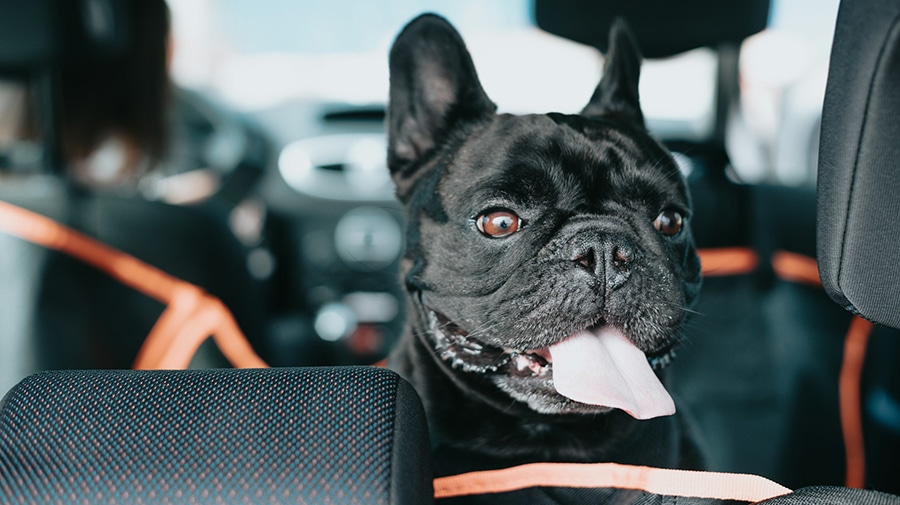 A happy black French Bulldog with its tongue out sits in the backseat of a car ready for a road trip