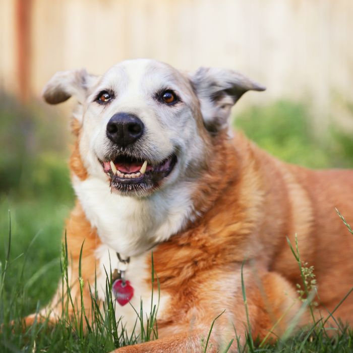 A happy, fluffy brown and white dog with floppy ears lying on green grass. 