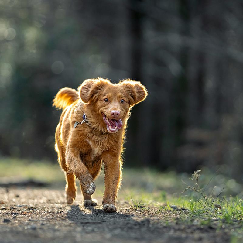 microchipping Happy brown dog running joyfully on a forest path, ears flapping, with soft sunlight filtering through trees.