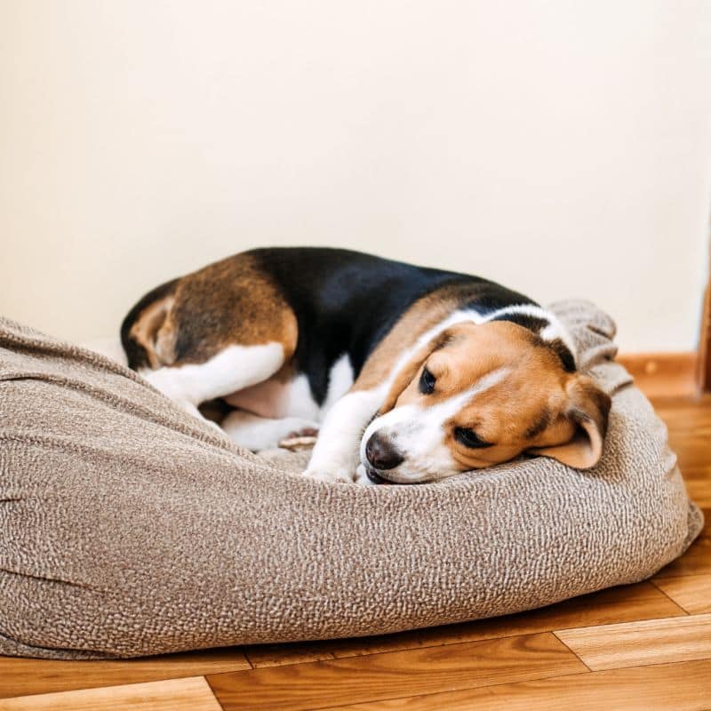 A beagle lies curled up on a soft, beige dog bed on a wooden floor, appearing relaxed and content.