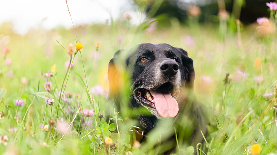 Traverse City, MI Veterinary Services 10 A black dog with a gray muzzle and its tongue out lies in a vibrant, flower-filled meadow, surrounded by colorful wildflowers