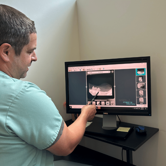 Tabby cat at vet clinic