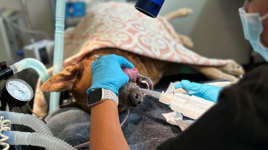 Dog getting it's teeth cleaned