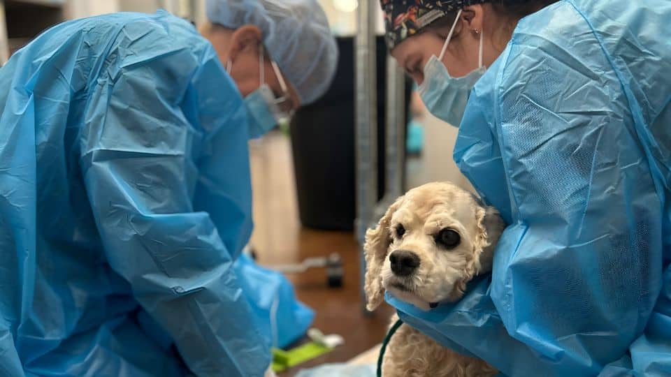 Vets doing chemotherapy for a dog