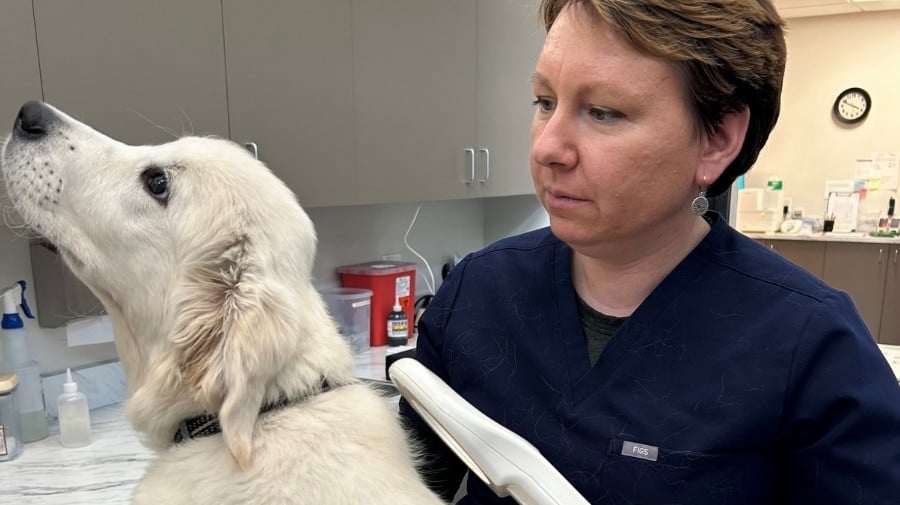 Cat getting scanned for a microchip
