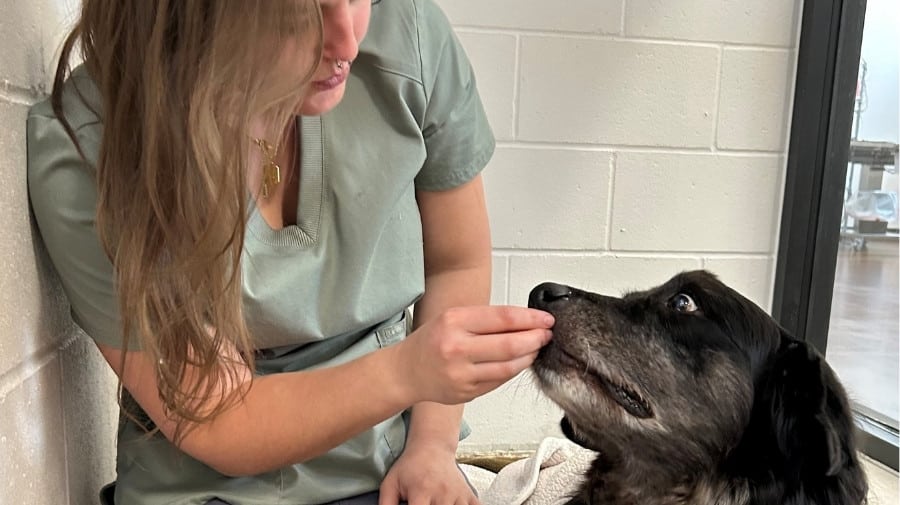 A black dog with a gray muzzle and its tongue out lies in a vibrant, flower-filled meadow, surrounded by colorful wildflowers